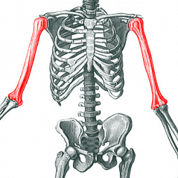 Накостный остеосинтез плечевой кости